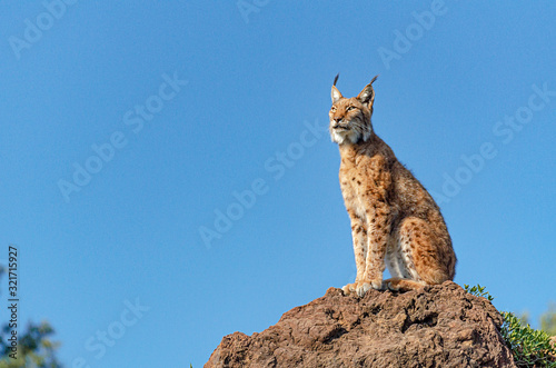 Fotografia Iberian lynx sitting on a rock in profile