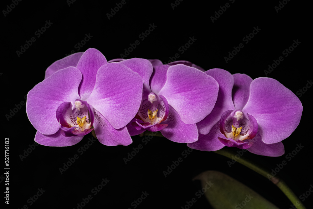 close-up of a branch with pink orchid flowers on a black background close-up of a branch with pink orchid flowers on a black background