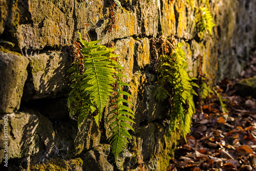 Fern Polypodiophyta in sunset on the stony wall