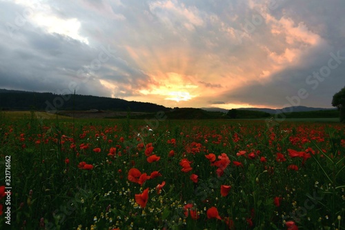 Poppy sunset