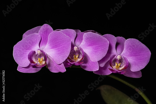 close-up of a branch with pink orchid flowers on a black background