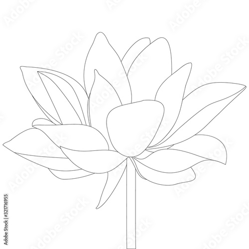 Water lily. Lotus. Floral sketch. Vector stock illustration. Outline on an isolated background. Coloring book. Swamp plant. Mysterious water lily. Nenuphar. Idea for book, greeting card,  web design.