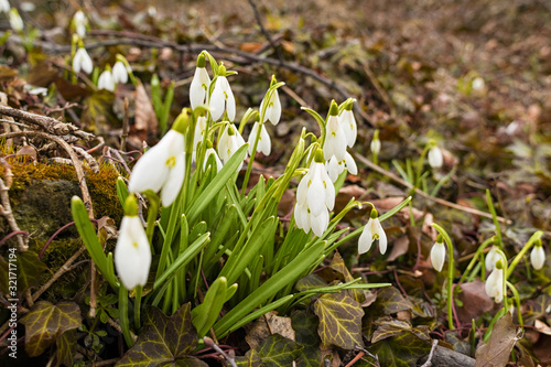 Spring snowdrops in the Czech Republic photo