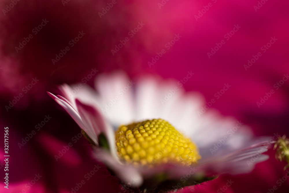Vibrant magenta pink and white daisy flowers colorful petals macro abstract background Vibrant magenta pink and white daisy flowers colorful petals macro abstract background
