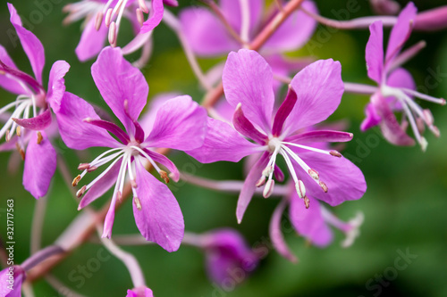 Ivan-tea plant in nature close-up