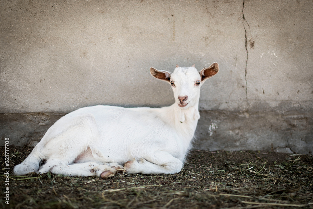 Fototapeta premium white goat