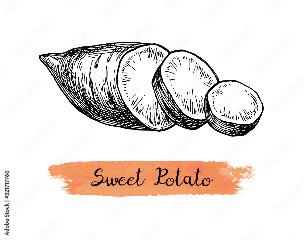Ink sketch of yam. Stock Vector Adobe Stock
