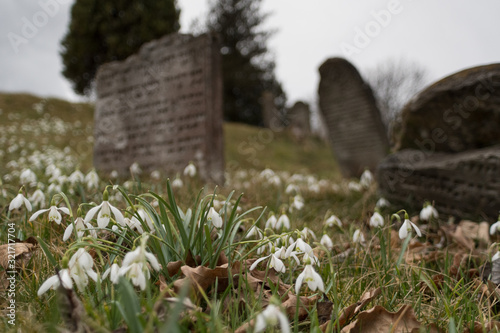 Old Jewish cemetery in spring