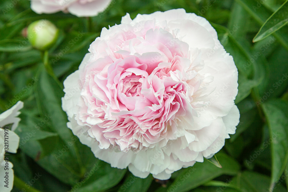 White peonies and buds with leaves. Luxurious fresh flowers in the flowerbed. Bright spring day in the park. Abundant flowering. White peonies and buds with leaves. Luxurious fresh flowers in the flowerbed. Bright spring day in the park. Abundant flowering.