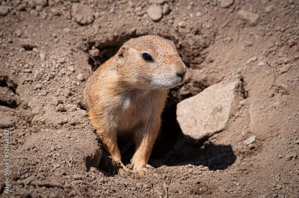 Prairie Dog coming out of den in zoo in Upstate NY Prairie Dog coming out of den in zoo in Upstate NY