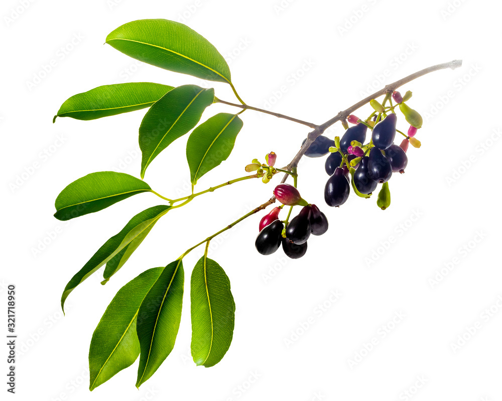 Java plum also called Jambolan, tropical fruit used in traditional