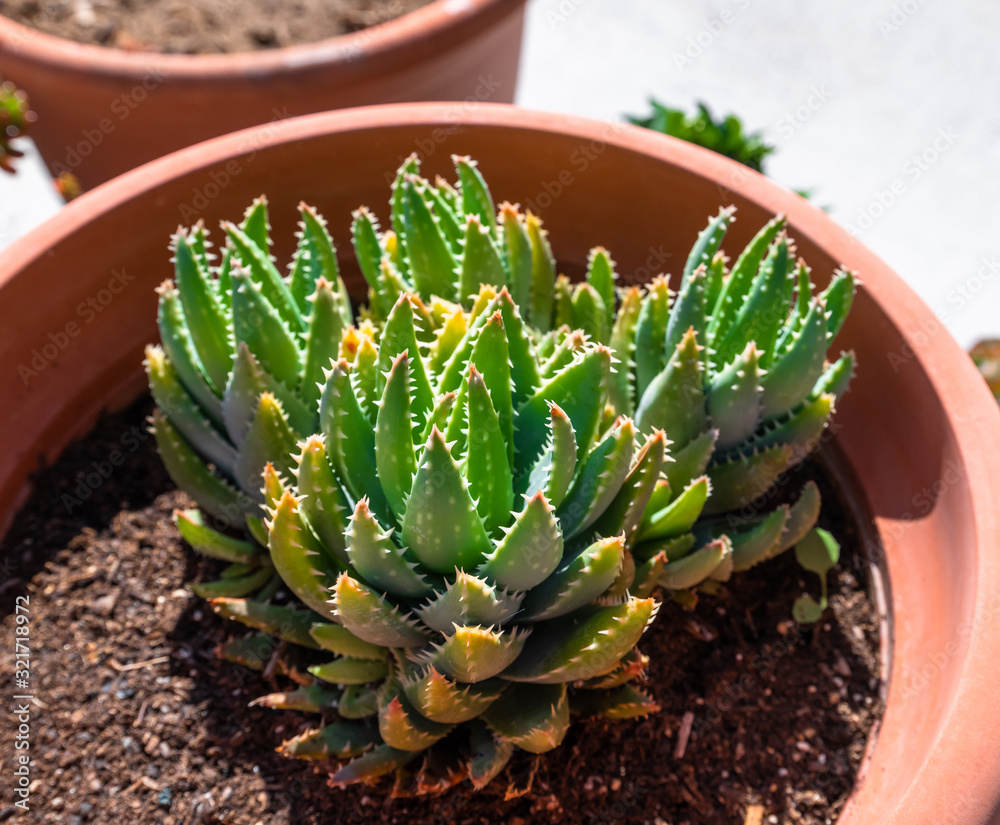 Beautiful green succulents in the pots outdoors