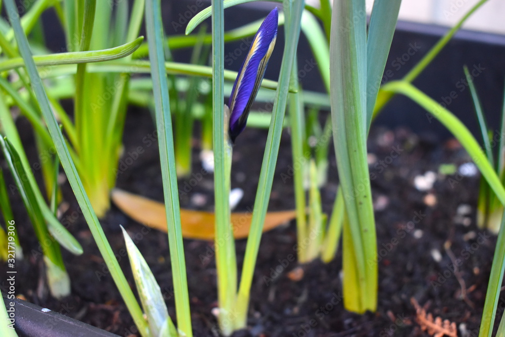 Obraz premium Single iris rectulata bud Cobalt blue flowers with yellow markings on the falls ideal for rock gravel gardens fast draining areas beside front walk or stone patio Grows wild in Turkey Iraq Iran Russia