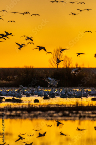 Flock of snow geese birds flying at sunrise blastoff in Bosque del Apache wildlife refuge in New Mexico, USA © Gabi