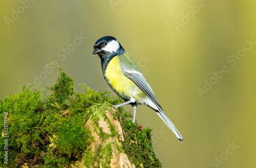 Great tit (Scientific name: Parus Major) Adult Great Tit, perched on a green moss log and facing left. Clean background. Horizontal. Space for copy.