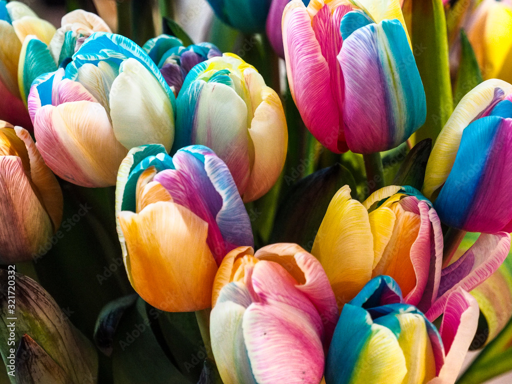 Fototapeta Bukiet kolorowych tulipanów