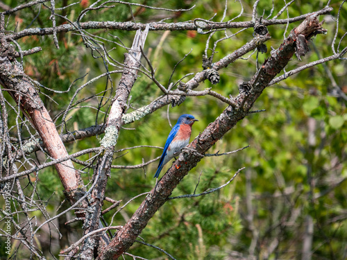 Pretty bluebird strikes a pose on a branch.