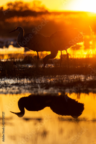 Pair of two sandhill crane birds standing in a marsh pond at sunrise with water reflections in Bosque del Apache wildlife refuge in New Mexico, USA