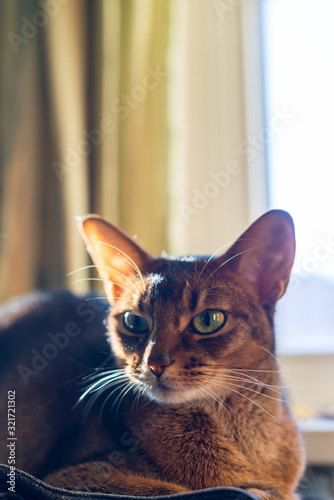 Canvas Print Beautiful abyssinian cat sitting in a window