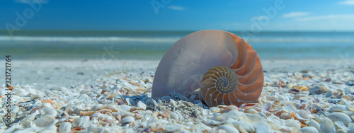 Photography Beautfiful shell on the beach. Coastal dreams.
