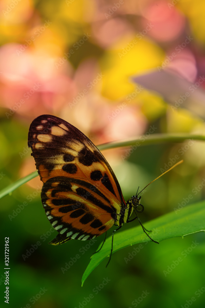 Fototapeta premium Butterfly on a leaf. Bokeh background with flowers