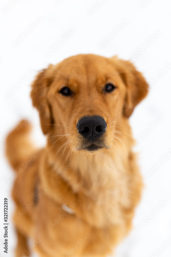Portrait of young golden retriever puppy dog in white snow Portrait of young golden retriever puppy dog in white snow