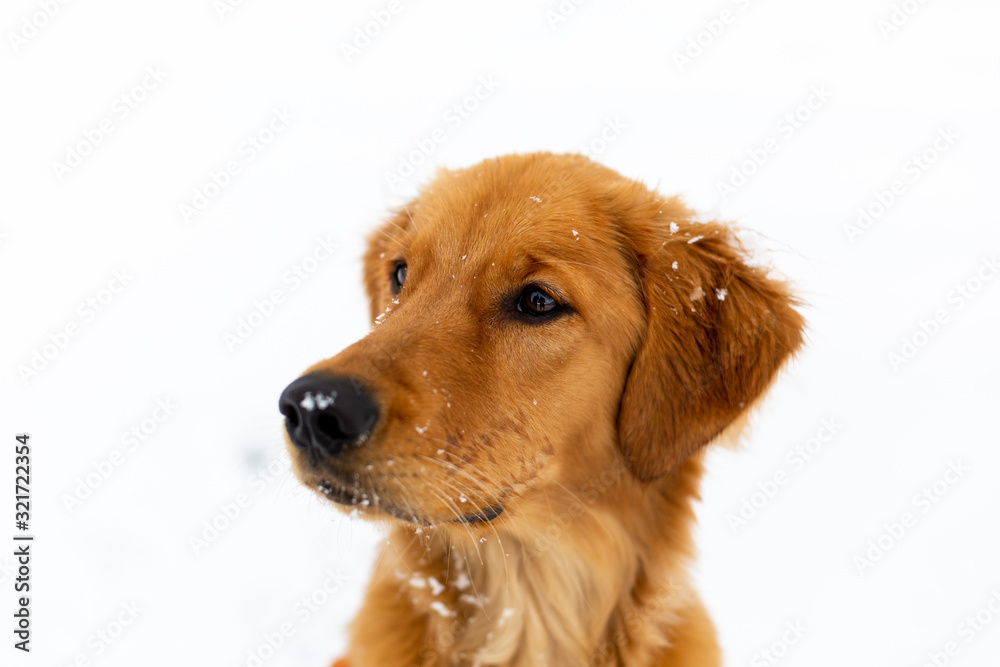 Portrait of young golden retriever puppy dog in white snow