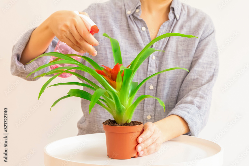 Young woman spraying Guzmania plant in a pot on light neutral background. Plant care concept