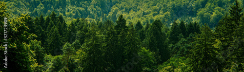 Dark green forest landscape, outdoor exploration of nature photo