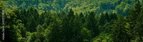 Panel kuchenny z motywem Dark green forest landscape, outdoor exploration of nature