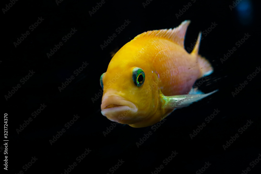 Tropical fish isolated on black background.different category of fishes. Names of fishes. Indian Tropical fish isolated on black background.different category of fishes. Names of fishes. Indian