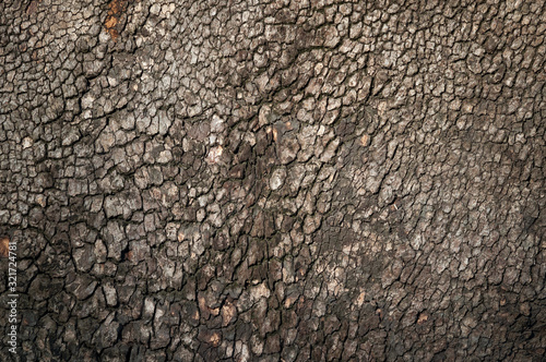 The texture of the brown bark of an old tree.