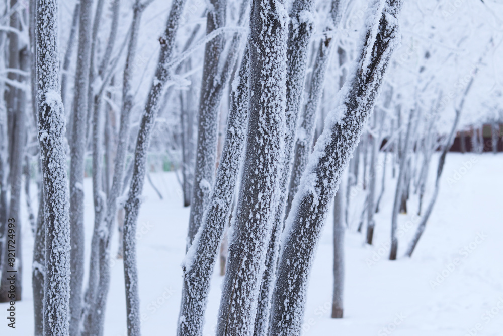 Tree trunks covered with white frozen snowflakes in the Park. Selective focus. Beautiful winter landscape Tree trunks covered with white frozen snowflakes in the Park. Selective focus. Beautiful winter landscape