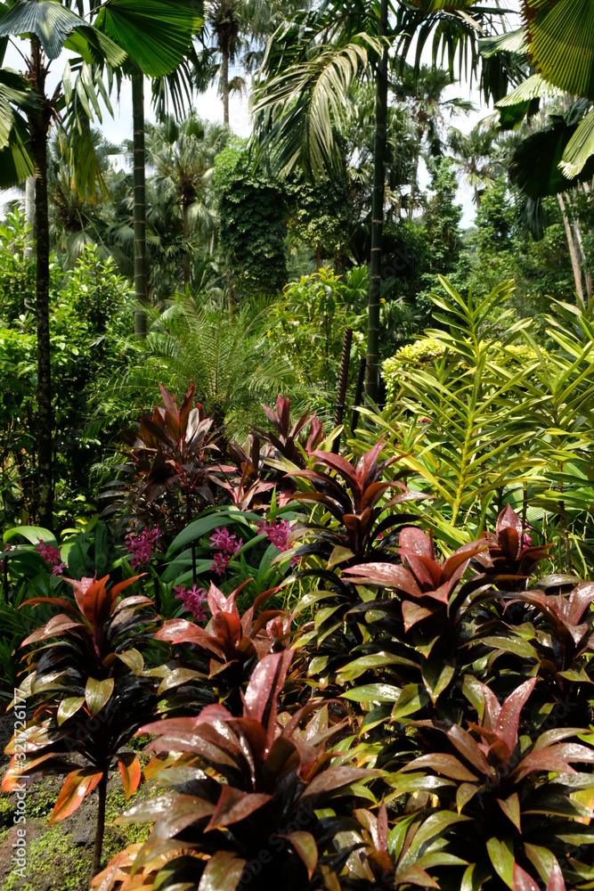 Obraz premium Orchid Garden