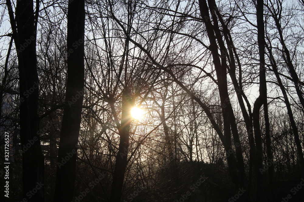 Setting sun shines through silhouette trees at sunset