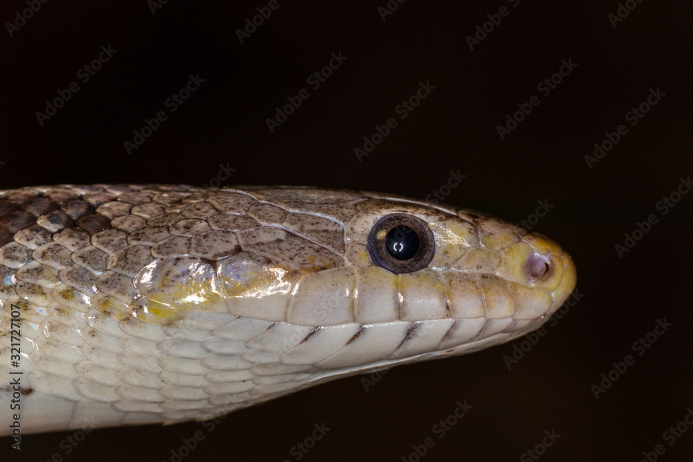 Snake head side shot macro with black background Snake head side shot macro with black background