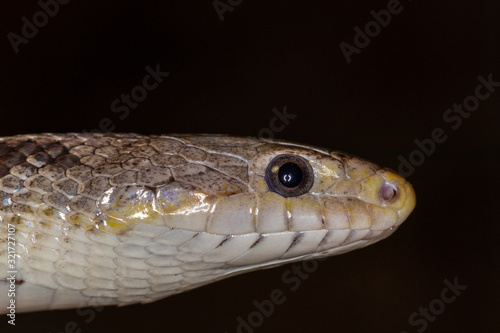 Snake head side shot macro with black background 
