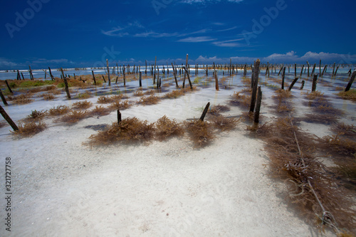 Rows of seaweed on a seaweed farm, Zanzibar island, Tanzania. © Maurizio