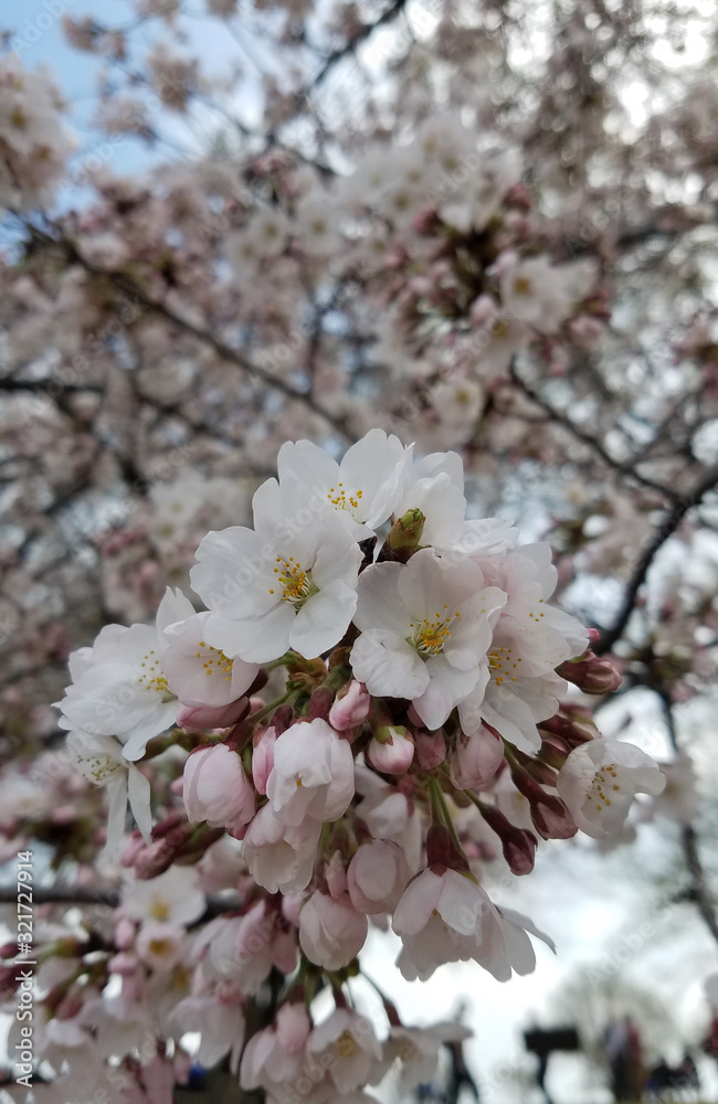 Blooming cherry tree flowers close-up Blooming cherry tree flowers close-up