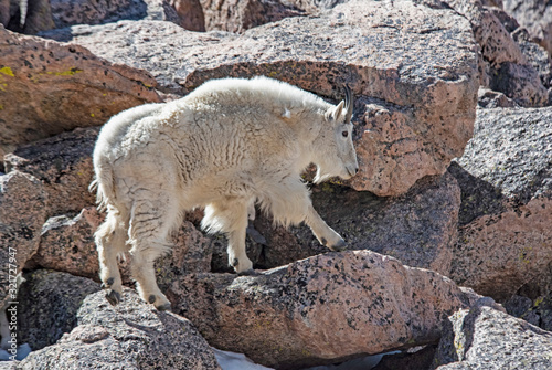 Female wild goat on Mt. Evans brings her baby down the mountain to feed.