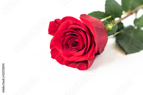 Beautiful red rose isolated on white background 