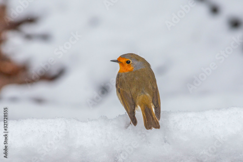 Erithacus rubecula (Turkish Kizil Gerdan, Nar Bulbulu) photo