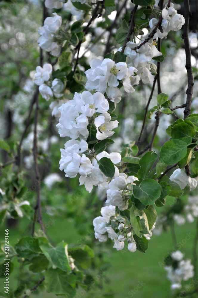 Blossoming branch of apple tree close up with apple orchard on background