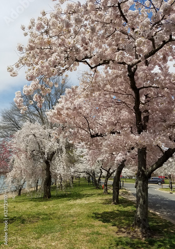 Springtime cherry trees in full bloom pink flower branches.