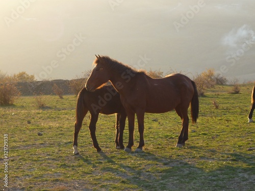 Two horses in the moutains during the sunset