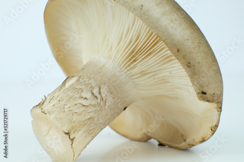 Isolated clouded agaric or cloud funnel mushroom on a white background, scientific name Clitocybe nebularis photo