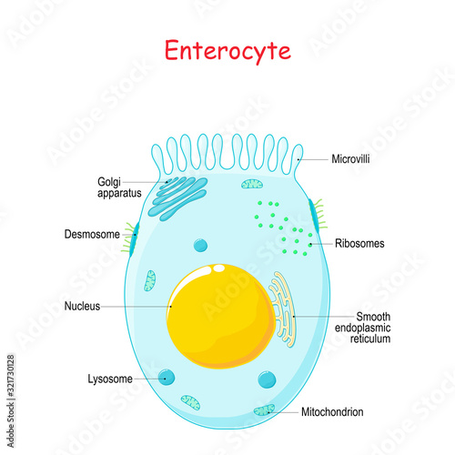 Enterocyte. Structure of the intestinal absorptive epithelial cell with microvilli photo