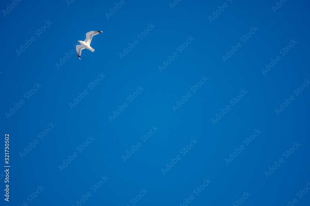 White seagulls on a background of blue sky. Birds on the coast. A clear, cloudless sky. Graceful flight and soaring above. The pleasure of the air and the joy of being. Day, cold, sunny. White seagulls on a background of blue sky. Birds on the coast. A clear, cloudless sky. Graceful flight and soaring above. The pleasure of the air and the joy of being. Day, cold, sunny.