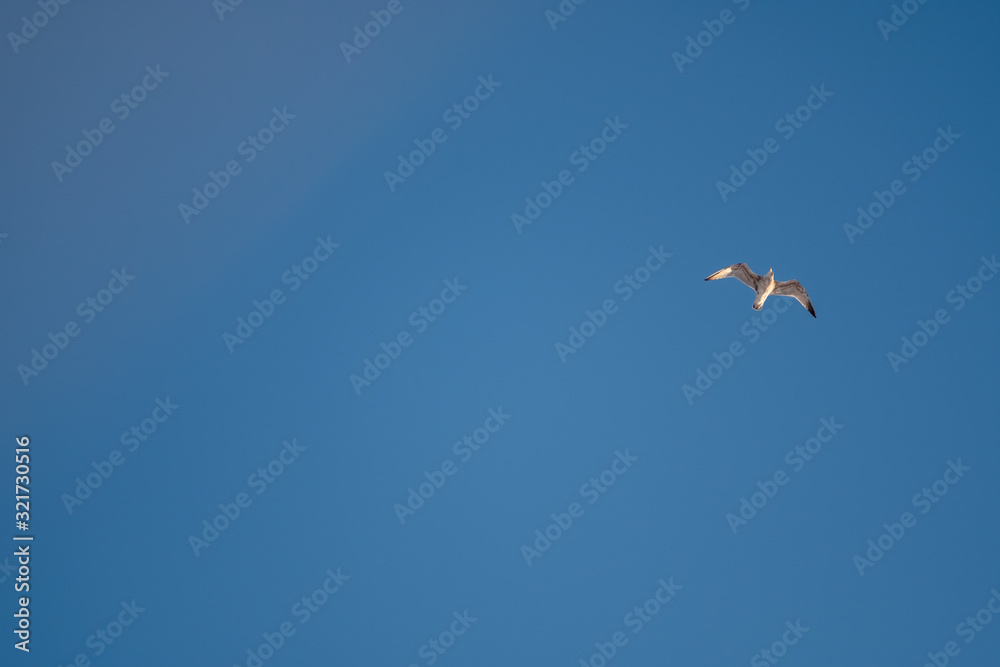 White seagulls on a background of blue sky. Birds on the coast. A clear, cloudless sky. Graceful flight and soaring above. The pleasure of the air and the joy of being. Day, cold, sunny. White seagulls on a background of blue sky. Birds on the coast. A clear, cloudless sky. Graceful flight and soaring above. The pleasure of the air and the joy of being. Day, cold, sunny.