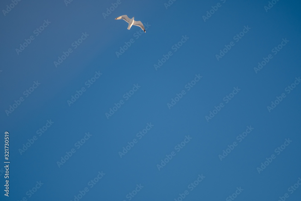 Fototapeta premium White seagulls on a background of blue sky. Birds on the coast. A clear, cloudless sky. Graceful flight and soaring above. The pleasure of the air and the joy of being. Day, cold, sunny.
